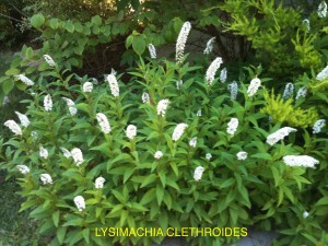 Lysimachia clethroides 1